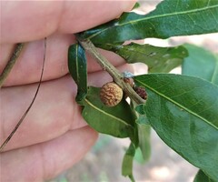 Kokkocynips imbricariae