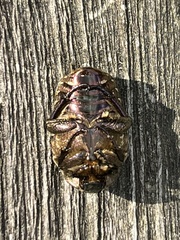 Protaetia cuprea