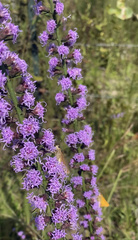 Liatris elegantula