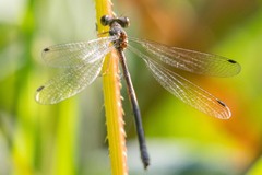 Lestes rectangularis