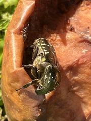 Protaetia cuprea