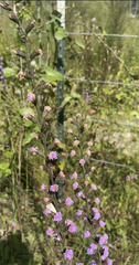 Liatris elegantula