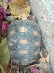 Chelonoidis carbonarius