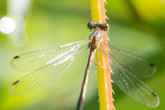 Lestes rectangularis