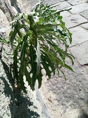 Matthiola incana incana