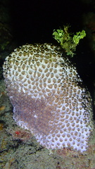 Montastraea cavernosa