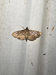 Herpetogramma pertextalis