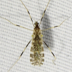 Erioptera caliptera