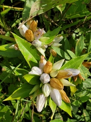 Pneumonanthe
