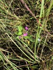 Cuphea carthagenensis