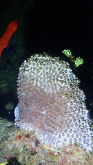 Montastraea cavernosa