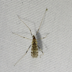Erioptera caliptera