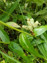 Pneumonanthe