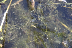 Ceratophyllum submersum