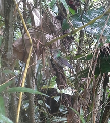 Campylopterus falcatus