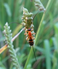 Stenobracon nicevillei