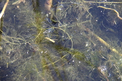 Ceratophyllum submersum