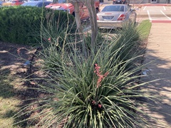 Hesperaloe