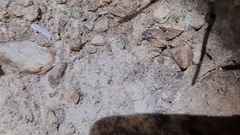 Eumodicogryllus bordigalensis