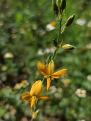 Echeandia flavescens