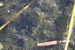 Ceratophyllum submersum
