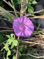 Ipomoea cordatotriloba