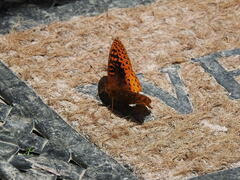 Speyeria nokomis