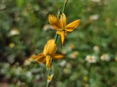 Echeandia flavescens