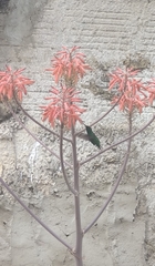 Saucerottia saucerottei