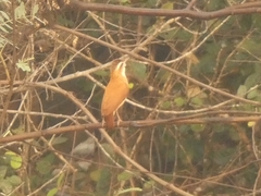 Furnarius leucopus