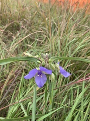 Tradescantia ohiensis