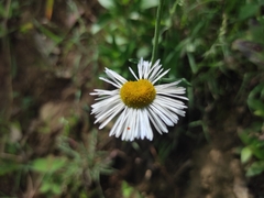 Erigeron longipes