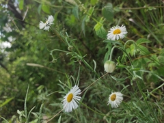 Erigeron longipes