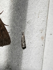 Microcrambus kimballi