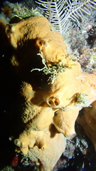 Spirastrella hartmani