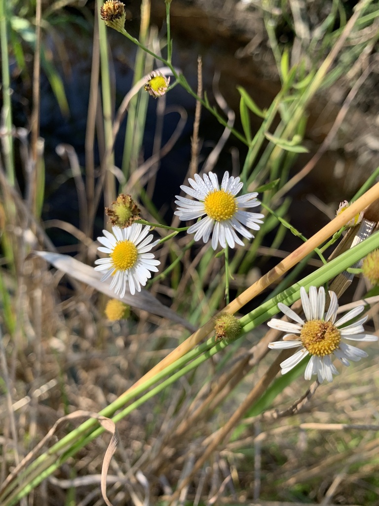 false aster from Ernest F. Hollings ACE Basin National Wildlife Refuge ...