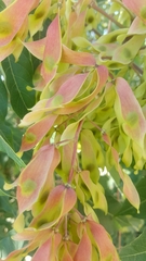Ailanthus altissima