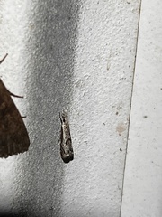 Microcrambus kimballi