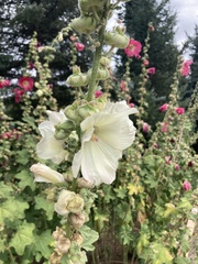 Althaea officinalis