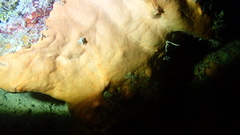 Spirastrella hartmani