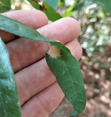 Neuroterus laurifoliae
