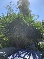 Yucca gigantea