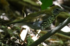 Hylocichla mustelina