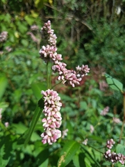 Persicaria pensylvanica