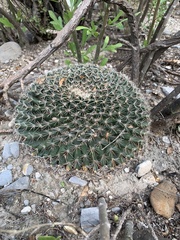 Mammillaria heyderi