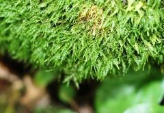 Amblystegium serpens