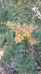 Ailanthus altissima