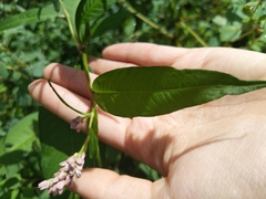 Persicaria pensylvanica