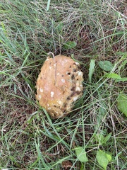 Suillus americanus