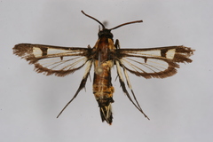 Synanthedon bosqi